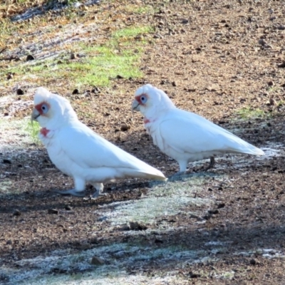 Cacatua tenuirostris (Long-billed Corella) at Garran, ACT - 22 Jun 2018 by KumikoCallaway