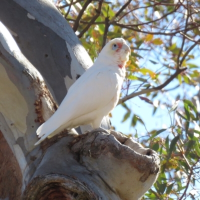 Cacatua tenuirostris X sanguinea (Long-billed X Little Corella (Hybrid)) at Garran, ACT - 22 Jun 2018 by KumikoCallaway