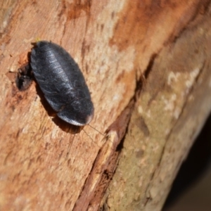 Laxta granicollis at Wamboin, NSW - 9 Mar 2018 01:58 PM