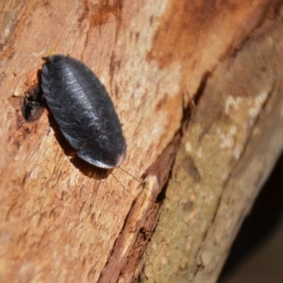Laxta granicollis (Common bark or trilobite cockroach) at Wamboin, NSW - 9 Mar 2018 by natureguy