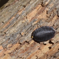 Laxta granicollis at Wamboin, NSW - 9 Mar 2018 01:58 PM