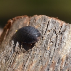 Laxta granicollis at Wamboin, NSW - 9 Mar 2018 01:58 PM