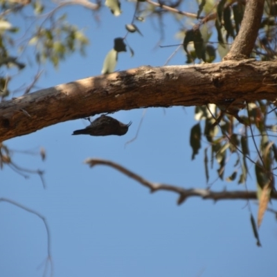 Cormobates leucophaea (White-throated Treecreeper) at Wamboin, NSW - 9 Mar 2018 by natureguy