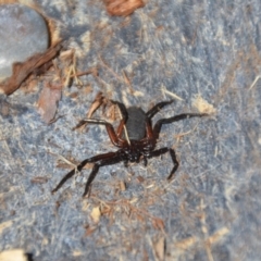 Hemicloea sp. (genus) (Flat bark spider) at Wamboin, NSW - 9 Mar 2018 by natureguy