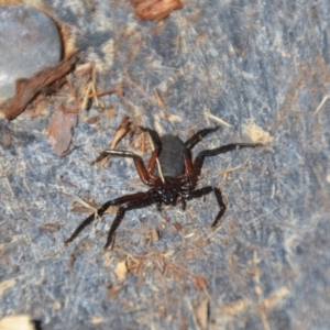 Hemicloea sp. (genus) at Wamboin, NSW - 9 Mar 2018