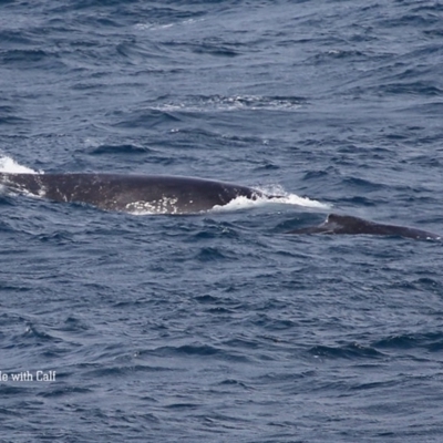 Megaptera novaeangliae (Humpback Whale) at Ulladulla, NSW - 25 Sep 2015 by Charles Dove