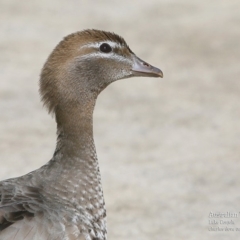 Chenonetta jubata (Australian Wood Duck) at Lake Conjola, NSW - 29 Sep 2015 by CharlesDove