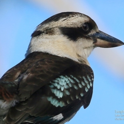 Dacelo novaeguineae (Laughing Kookaburra) at Lake Conjola, NSW - 26 Sep 2015 by Charles Dove