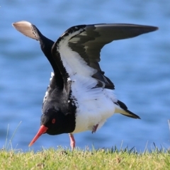 Haematopus longirostris (Australian Pied Oystercatcher) at Lake Conjola, NSW - 25 Sep 2015 by CharlesDove