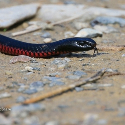 Pseudechis porphyriacus (Red-bellied Black Snake) at Lake Conjola, NSW - 26 Sep 2015 by CharlesDove