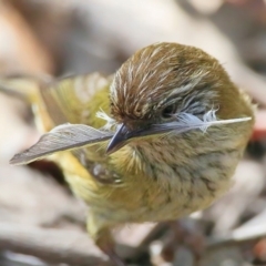 Acanthiza lineata (Striated Thornbill) at Narrawallee Creek Nature Reserve - 29 Sep 2015 by CharlesDove