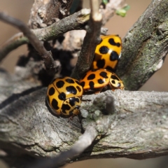 Harmonia conformis (Common Spotted Ladybird) at Mount Majura - 10 Jun 2018 by David