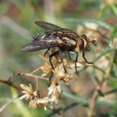 Tachinidae (family) (Unidentified Bristle fly) at Mount Majura - 10 Jun 2018 by David