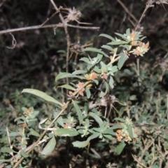 Atriplex semibaccata (Creeping Saltbush) at Fyshwick, ACT - 28 May 2018 by michaelb