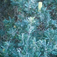 Banksia integrifolia subsp. integrifolia (Coast Banksia) at Undefined - 23 Jun 2018 by Twobob