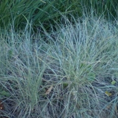 Spinifex sericeus (Beach Grass) at Undefined - 23 Jun 2018 by Twobob