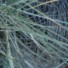 Spinifex sericeus at undefined - 23 Jun 2018 02:56 PM
