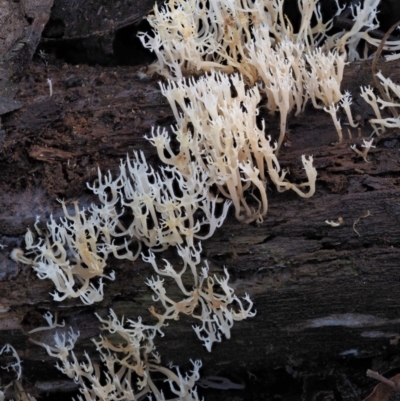 Artomyces sp. (A coral fungus) at Cotter River, ACT - 20 Jun 2018 by KenT