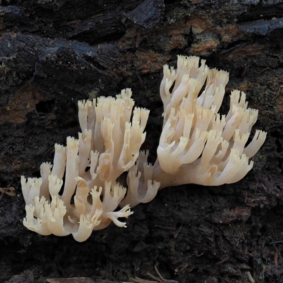 Artomyces sp. (A coral fungus) at Cotter River, ACT - 20 Jun 2018 by KenT