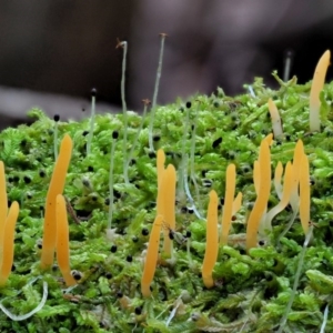 Calocera sp. at Cotter River, ACT - 20 Jun 2018