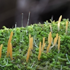 Calocera sp. at Cotter River, ACT - 20 Jun 2018