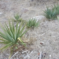 Yucca aloifolia (Spanish Bayonet) at Isaacs Ridge - 23 Jun 2018 by Mike