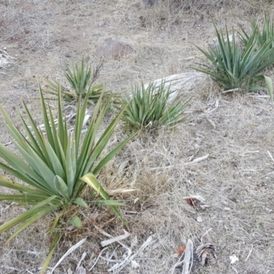 Yucca aloifolia (Spanish Bayonet) at Jerrabomberra, ACT - 23 Jun 2018 by Mike