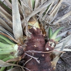 Yucca aloifolia at Jerrabomberra, ACT - 23 Jun 2018