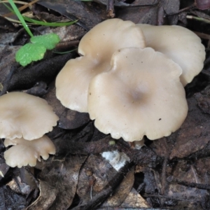 Clitocybe s. l. at Cotter River, ACT - 21 Jun 2018