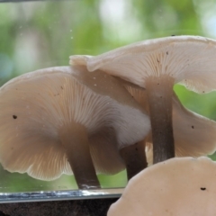 Clitocybe s. l. at Cotter River, ACT - 21 Jun 2018 01:34 PM