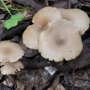 Clitocybe s. l. at Cotter River, ACT - 21 Jun 2018 01:34 PM