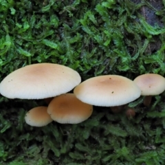 Collybia eucalyptorum at Cotter River, ACT - 20 Jun 2018