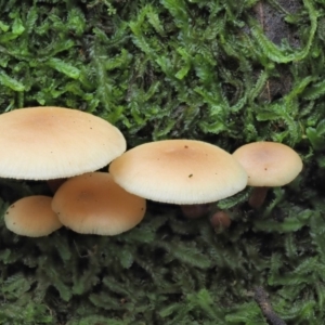 Collybia eucalyptorum at Cotter River, ACT - 20 Jun 2018