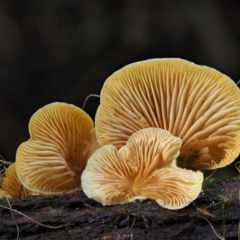 Crepidotus sp. (Crepidotus) at Namadgi National Park - 20 Jun 2018 by KenT