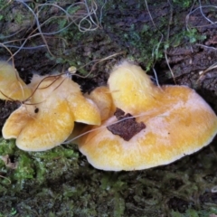 Crepidotus sp. at Cotter River, ACT - 20 Jun 2018