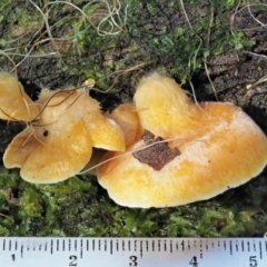 Crepidotus sp. at Cotter River, ACT - 20 Jun 2018