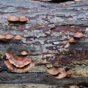 Deconica horizontalis at Cotter River, ACT - 21 Jun 2018