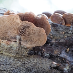 Deconica horizontalis at Cotter River, ACT - 21 Jun 2018