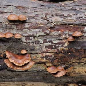 Deconica horizontalis at Cotter River, ACT - 21 Jun 2018