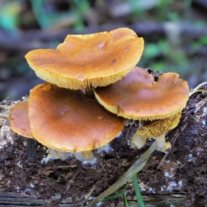 Gymnopilus sp. at Cotter River, ACT - 21 Jun 2018 11:17 AM