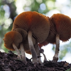 Gymnopilus sp. at Cotter River, ACT - 21 Jun 2018