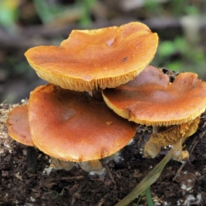 Gymnopilus sp. at Cotter River, ACT - 21 Jun 2018