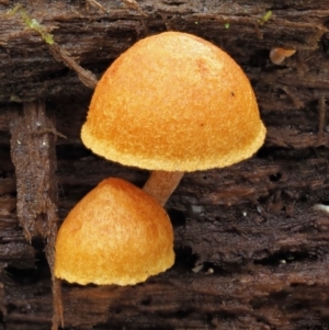 Gymnopilus sp. at Cotter River, ACT - 21 Jun 2018