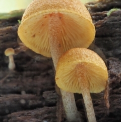 Gymnopilus sp. at Cotter River, ACT - 21 Jun 2018