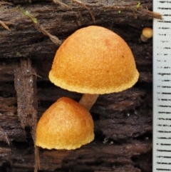 Gymnopilus sp. at Cotter River, ACT - 21 Jun 2018