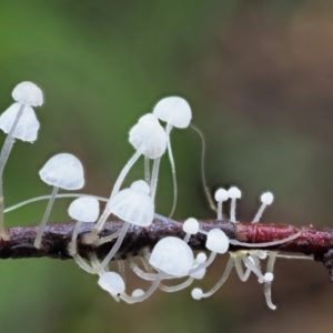 Hemimycena sp. at Cotter River, ACT - 21 Jun 2018