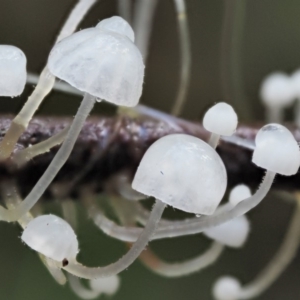 Hemimycena sp. at Cotter River, ACT - 21 Jun 2018