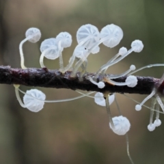 Hemimycena sp. at Cotter River, ACT - 21 Jun 2018