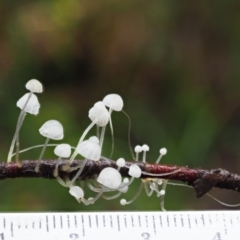 Hemimycena sp. at Cotter River, ACT - 21 Jun 2018