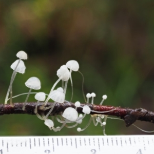 Hemimycena sp. at Cotter River, ACT - 21 Jun 2018